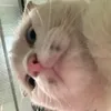 tvykutie__11