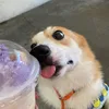 paperpaws.co