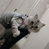 n_alizada707_k
