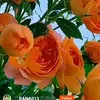 safhjklufgjkkjg98
