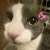 angel.makulit