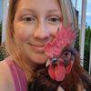 chelseas_chickens