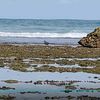 ulfaulpih_317