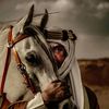 عقاب بن ذعار العواجي