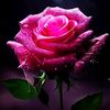 userdb_532