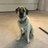 ceylan.kangal.prisca