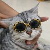 meowmon_2