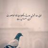 tiktok.combrandmughal