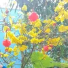 quetoibaclieu.com