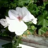 laura4_22