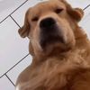gene_ral001