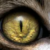 gatto.e.gattino
