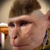 single.baboon