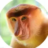 bad._banan
