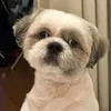 copper.shihztu