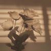 thelittlethings.o