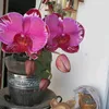 elianehelenanogue