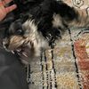 ryukthecavachon
