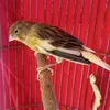 darwinsentosa1