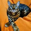 tiktokleo_bengal