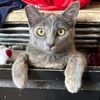 Kitty Cat Kingdom