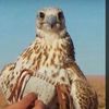 eaqlani
