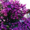 melikebulur075