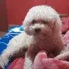 mateitobauti