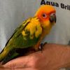 thefamousconure
