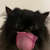 popa_official1