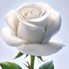 user280163762138