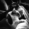 catclimber1