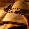 zeed_zeed12