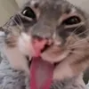 sdfccxzwasffvccdsaw