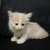 hanif_akram