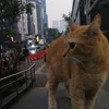 rianrismawan945