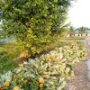 fortunatefarmer