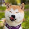mochi_noms_