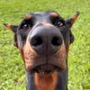 Bear the Doberman