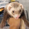 kartoffel92560