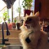kiwieatspringles