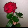 prv_shosho17
