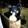 div_rat4