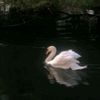 swannnnnn04
