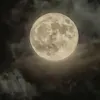rose_habibi_1050
