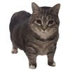 romeow72