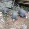 gu_nardi