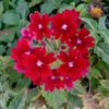 mohamed2_44