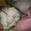 omena_kissa_