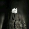 ahmadhussen947